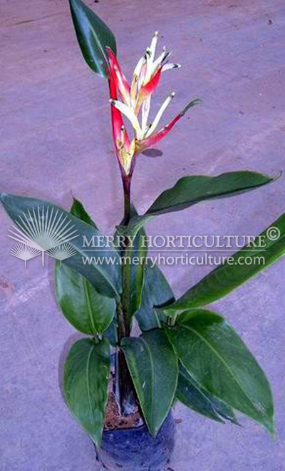 Heliconia Lady diana